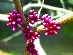 20070322 11.jpg